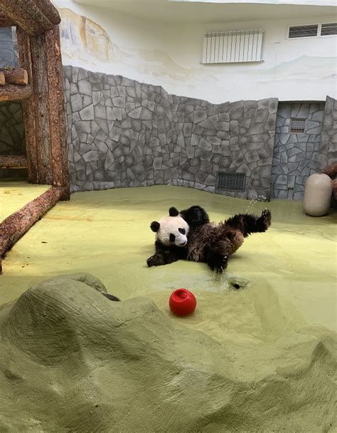 莫斯科动物园大熊猫丁丁洗澡躲避突返莫斯科的炎热 - 2019年8月23日, 俄罗斯卫星通讯社