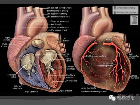 中医把脉脉诊手法图解左手心肝肾，右手肺脾命门。_中医大宝库