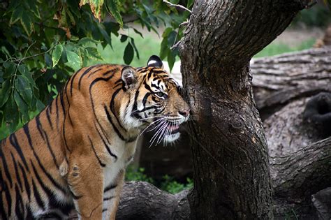 猎虎条纹哺乳动物危险动物园捕食者森林野生动物大猫动物高清图片下载-正版图片321337114-摄图网