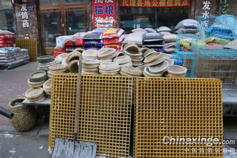 零下20度的花鸟鱼市场-中国信鸽信息网相册