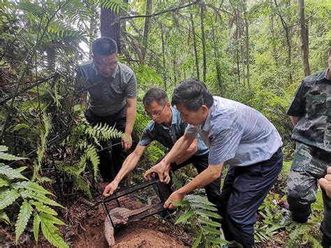 信丰县救助放生国家一级保护野生动物中华穿山甲 | 赣南林业网