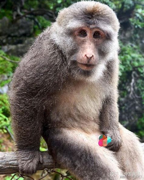 那些生活在中国的猴子及珍稀种类_手机凤凰网