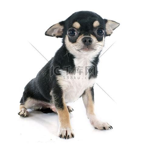 非主流吉娃娃头像
