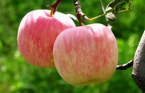 红肉苹果哪个品种好？红肉苹果品种大全介绍-种植技术-中国花木网