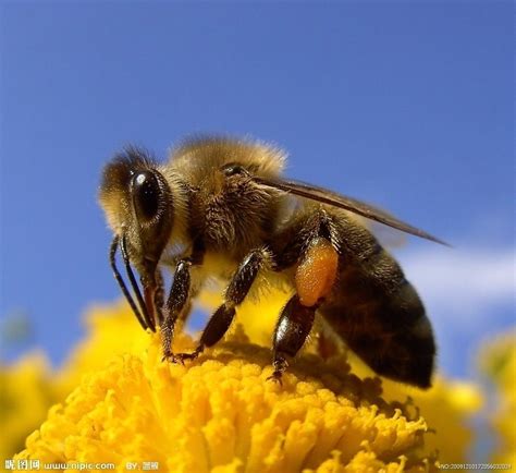 没有蜜蜂，人类只能生存几年！是真的吗？
