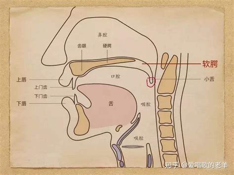 人的肾在哪个位置图片,肾区在后腰的位置图_大山谷图库