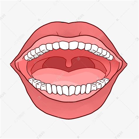 口腔结构图图片