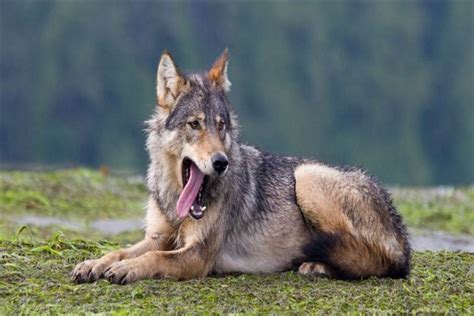 世界上体型最大的狼 不列颠哥伦比亚狼生活在哪里_探秘志