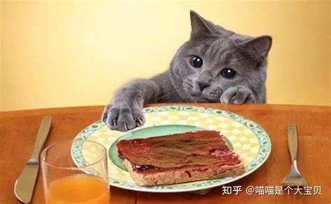 猫咪能吃的9种“人类食物”，你喂过几种？ - 知乎