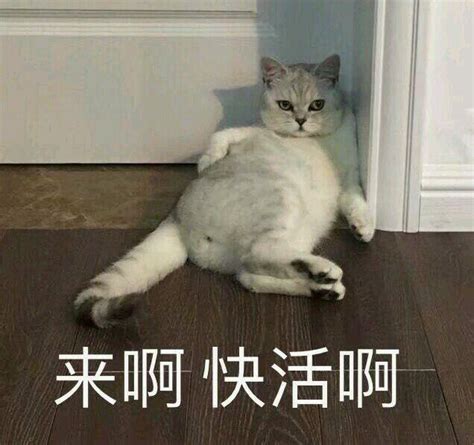 很喜欢的一些拽猫表情包图片