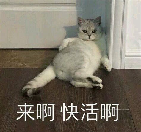 猫咪张大嘴表情包合集