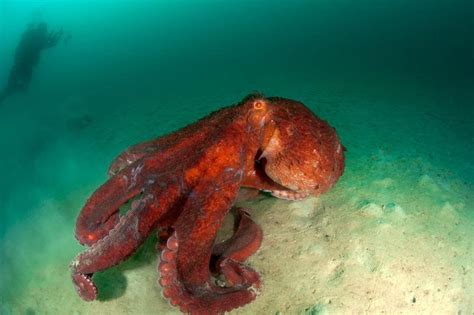 为什么说章鱼是海洋生物中的天才？会玩又会学_手机新浪网