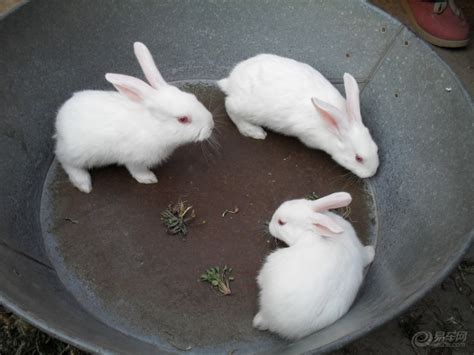 可爱白兔图片素材 可爱白兔设计素材 可爱白兔摄影作品 可爱白兔源文件下载 可爱白兔图片素材下载 可爱白兔背景素材 可爱白兔模板下载 - 搜索中心