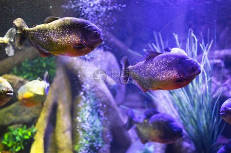 红腹食人鱼在有照明的水族馆高清图片下载-正版图片505935626-摄图网