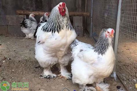 婆罗门鸡养殖 出售大红袍梵天鸡 散养杂交观赏 养殖简单