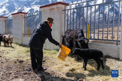 重走天路看变迁丨西藏嘉黎：娘亚牦牛产业化养殖拓宽致富路_时图_图片频道_云南网