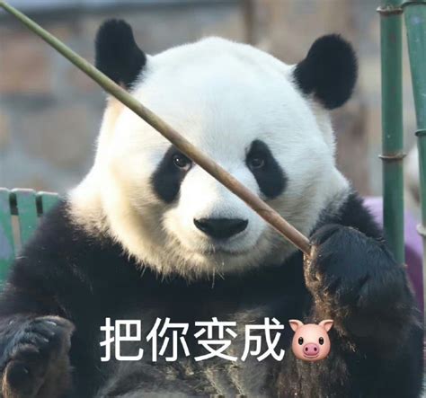 憨熊表情包_[标签:标题1]