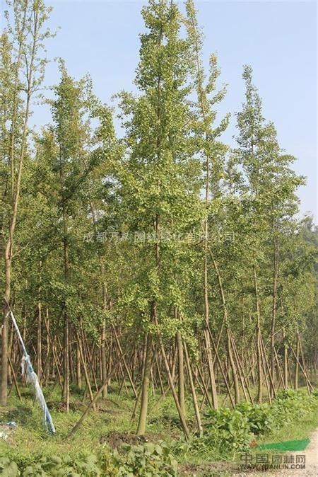 七叶树苗木价格多少钱一棵?七叶树种植方法和注意事项-行情分析-中国花木网