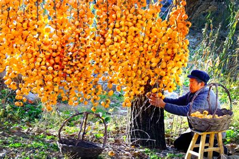 日本果园生产优质果的秘密在哪里？这篇文章让我一下子明白了