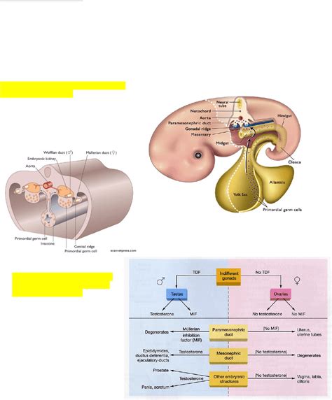 ansc 3080 lecture notes - fall 2017, lecture 20 - gonadal ridge
