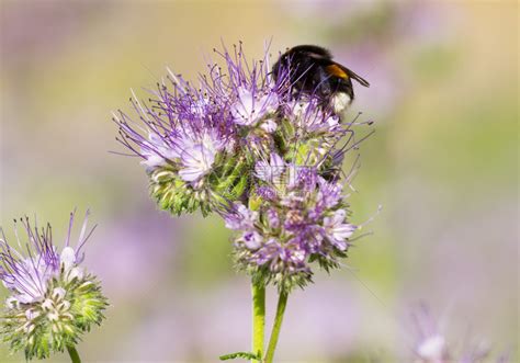大黄蜂花上的大黄蜂高清图片下载-正版图片503454286-摄图网