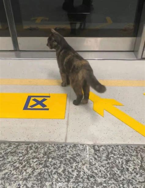 等地铁被抓走的小猫咪