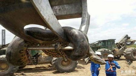 世界体型最大的蛇 工人炸山洞引出9.75米长1吨巨蟒