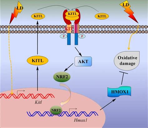 Role of Akt Signaling in Vascular Homeostasis and Angiogenesis ...