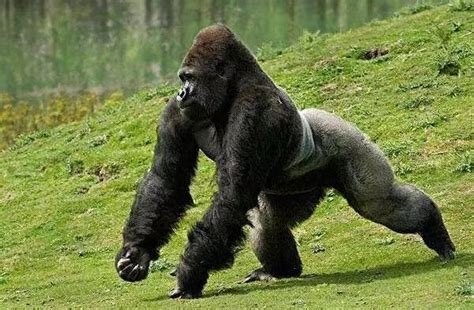 世界上体型最大的猩猩，大猩猩体重210公斤/比利猿身高2.4米-小狼观天下