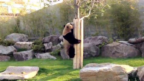 大熊猫爱打滚，活动起来停不下，爬树也是它强项_腾讯视频