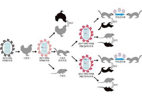 国家禽流感参考实验室重大发现为H7N9流感防控再立新功-综合动态-中国农业科学院哈尔滨兽医研究所