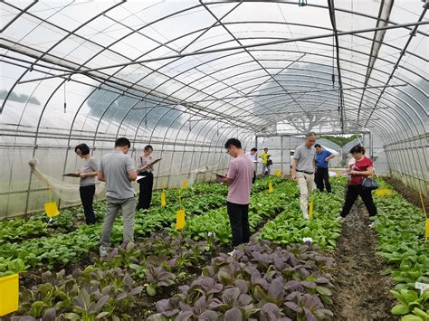 长佳蔬菜公司集中种植优质纯种泡泡青-随州市人民政府门户网站