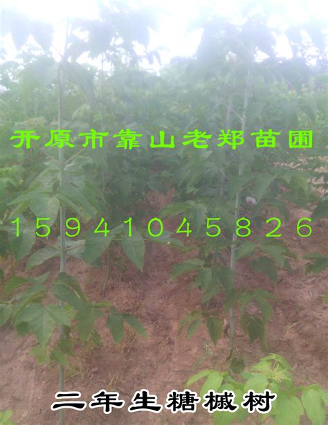 糖槭树小苗 优质糖槭种子 一年生播种糖槭价格 东北种苗繁育基地-阿里巴巴