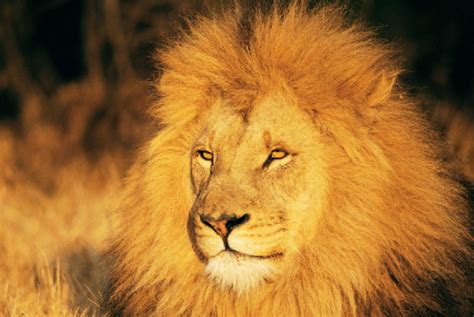 10种真正可以杀死狮子的野兽，有镜头有真相，直击“猎狮”现场！_腾讯视频
