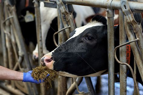 农业农业人类畜牧业的农民用干草奶牛场的牛棚里喂牛高清图片下载-正版图片300402949-摄图网