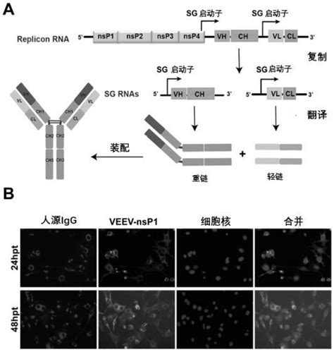 Hepatology丨免疫联合靶向，揭示肝癌PD-1 /VEGFR-2疗法的双重阻断机制_治疗