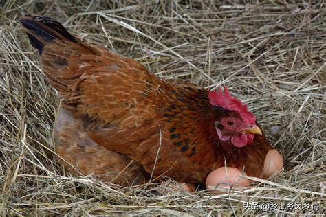 罕见！母鸡突然下巨型蛋1个顶仨 鸡蛋里还有蛋