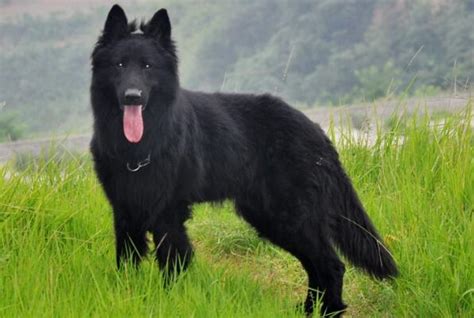 10大最适合新手饲养的狗狗（六）：苏格兰牧羊犬