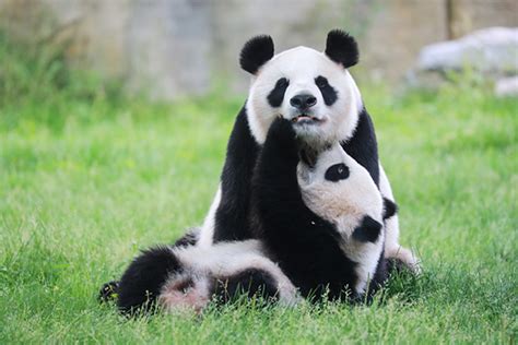 十月龄大熊猫“公主仔”有名字啦：取名“七七”_手机新浪网
