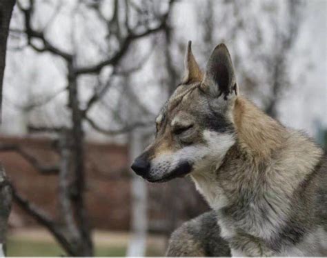 因长的太像狼被多国禁养，捷克狼犬才是野狼杂交的最猛狗！