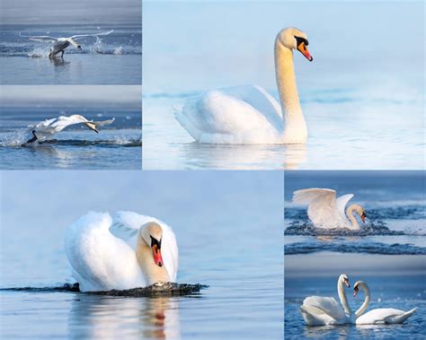 天鹅 宝宝天鹅 白 白天鹅 水 湖 鸟 水禽 动物 性质图片免费下载 - 觅知网