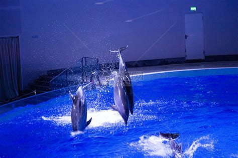 海豚表演,陆地动物,动物摄影,摄影,汇图网www.huitu.com