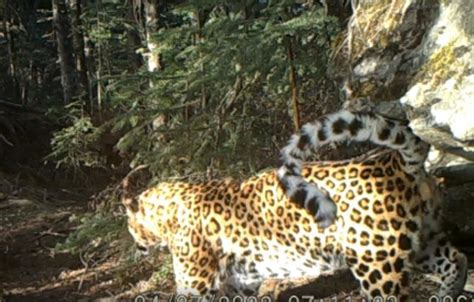 我国河南省唯一的国家一类重点保护哺乳动物--金钱豹|金钱豹|哺乳动物|河南省_新浪新闻