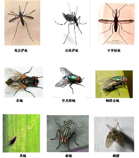 深圳常见虫害种类-蛀虫-深圳市创卫环境卫生服务有限公司