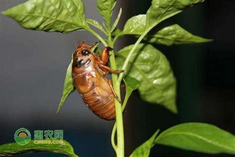 金蝉人工养殖技术 蝉养殖 养殖蝉食用方法