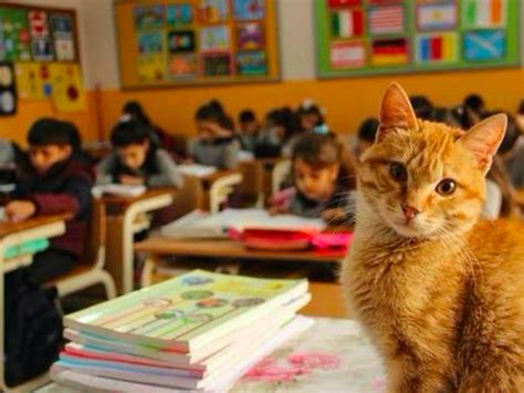 11只猫咪进驻德望小学，当喵星人成为老师，学校会发生哪些变化？ - 亿米国际教育网