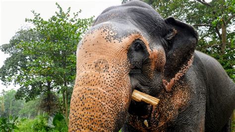 印度大象在热带丛林森中吃甜甘蔗印度大象在热带丛林中吃甜甘蔗高清图片下载-正版图片306374801-摄图网