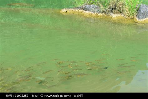 贵州荔波小七孔湿地野生鱼群 高清图片下载_红动中国