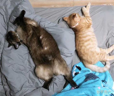 跟猫咪睡觉时的4个注意点，别关卧室门，勉强猫咪“陪睡”并不好