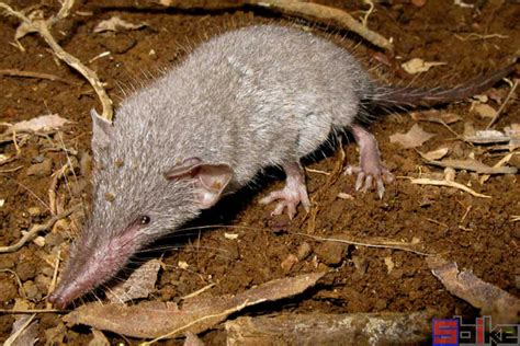 这种“水老鼠”不能打，水鼩鼱是国家“稀有”级保护动物|保护动物|老鼠|长毛_新浪新闻